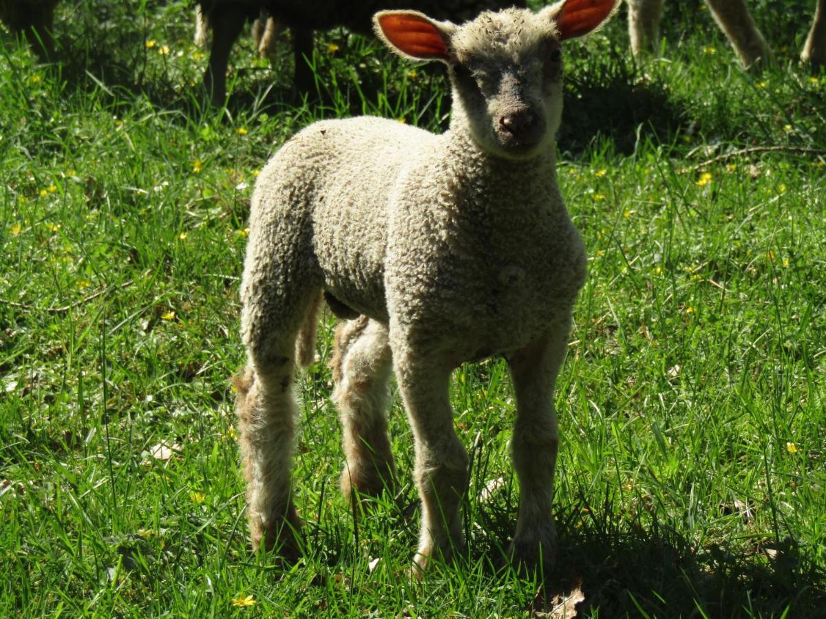 Fermette Dans Les Pays De La Loire Villa Izé Dış mekan fotoğraf